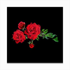 Red Roses On Black Background Canvas Print