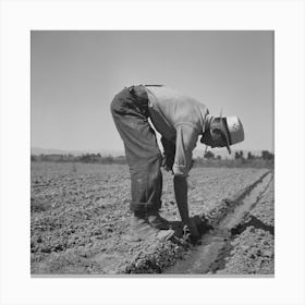 Malheur County, Oregon, Japanese Americans Transplanting Celery By Russell Lee Canvas Print