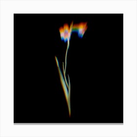 Prism Shift Sword Lily Botanical Illustration on Black Canvas Print
