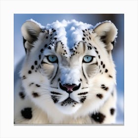 Snow Leopard 11 Canvas Print
