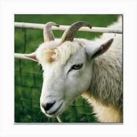 Goat photo Canvas Print