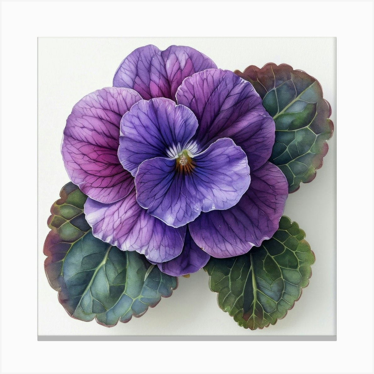 Pansies 2 Canvas Print by Aloke Design