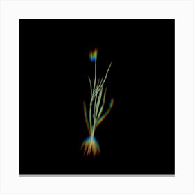 Prism Shift Narrow leaf Blue eyed grass Botanical Illustration on Black n.0398 Canvas Print
