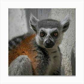 Ring Tailed Lemur Canvas Print