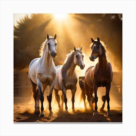 Horses In The Sun 2 Canvas Print