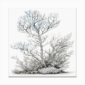 Coral Tree Canvas Print