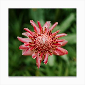 Torch Ginger Canvas Print
