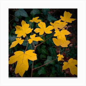 Autumn Leaves In The Forest 2 Canvas Print