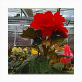 Red Geranium 1 Canvas Print