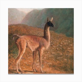 Mountain Llama Square Canvas Print