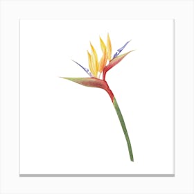 Bird Of Paradise Flower Canvas Print