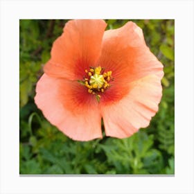 Orange Poppy Canvas Print