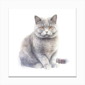 British Shorthair Cat Portrait 1 Canvas Print