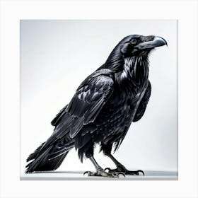 Black Raven Contrasts Sharply With A Hyper White Background Daylight Illuminating The Stark Scene Canvas Print