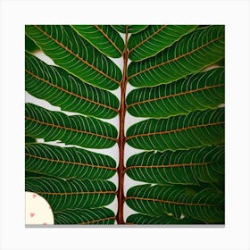 Tamarind leaf Canvas Print