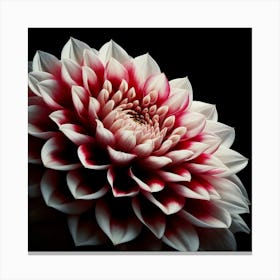 Red White Dahlia Flower on Black Background 1 Canvas Print