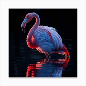 Flamingo 47 Canvas Print