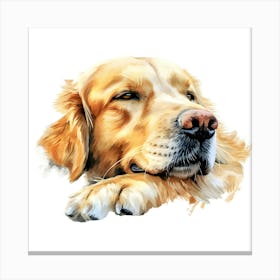 Golden Retriever 3 Canvas Print