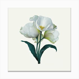 White Tulips Canvas Print