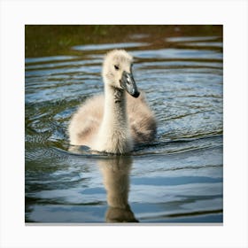 Swan photo 7 Canvas Print