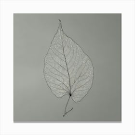 Leaf 3 Canvas Print