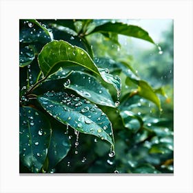 Raindrops On Leaves 2 Canvas Print
