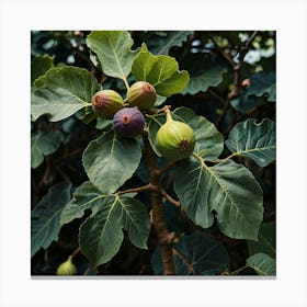 Fig Tree Art Print 3 Canvas Print