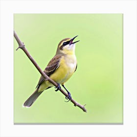 Yellow Warbler Canvas Print