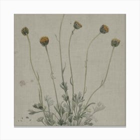 Thistles Canvas Print