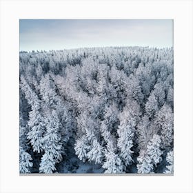 Aerial View Of Snow Covered Pine Forest Canvas Print