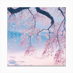 Cherry Blossoms 7 Canvas Print