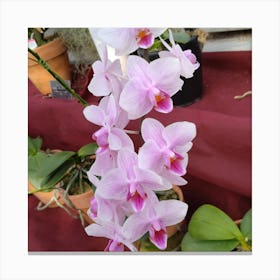 Orchids 20 Canvas Print