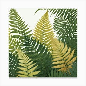 Ferns 24 Canvas Print