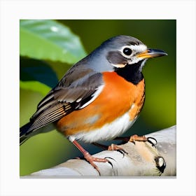 Robin 9 Canvas Print