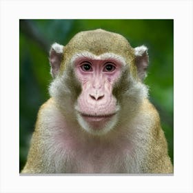 Monkey In The Forest Canvas Print