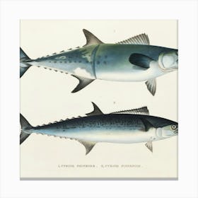 Two Fishes Canvas Print