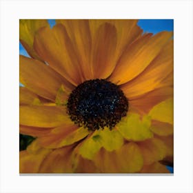 Orange Daisy Canvas Print