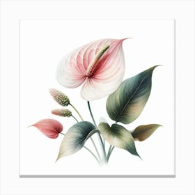 Anthurium 1 Canvas Print