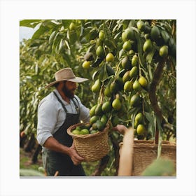Farmer Picking Avocados In An Orchard Canvas Print