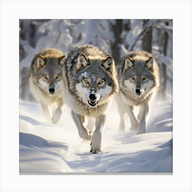 Grey Wolf Canvas Print