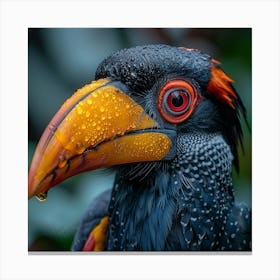 Horned Hornbill Canvas Print