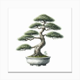 Bonsai 2 Canvas Print