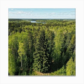 Fresh Springtime View Of A Tall Spruce Pine Tree Located In A Breathtakingly Scenic Rural Park In S (6) Lienzo