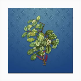 Vintage Carob Tree Botanical on Bahama Blue Pattern n.0008 Canvas Print