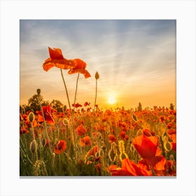 Poppies In Sunset Canvas Print