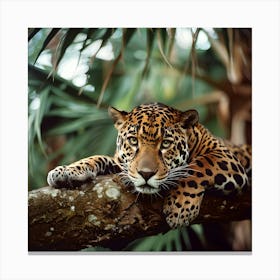 Jaguar In The Tree Canvas Print