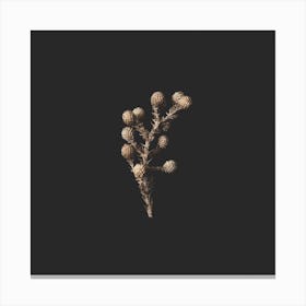 Golden Fynbos Botanicals On Black Square Canvas Print