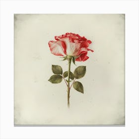 Single Rose 1 Canvas Print