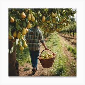 Woman Picking Pears In An Orchard Canvas Print