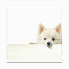 Pomeranian Dog 1 Canvas Print